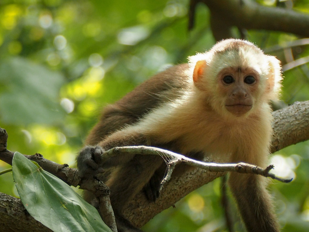 Faune sauvage colombienne