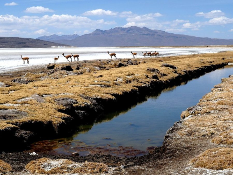 Vicuñas
