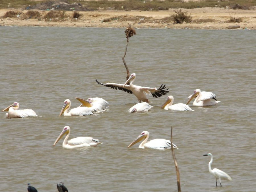 Oiseaux Sénégal