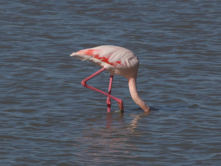 Flamant