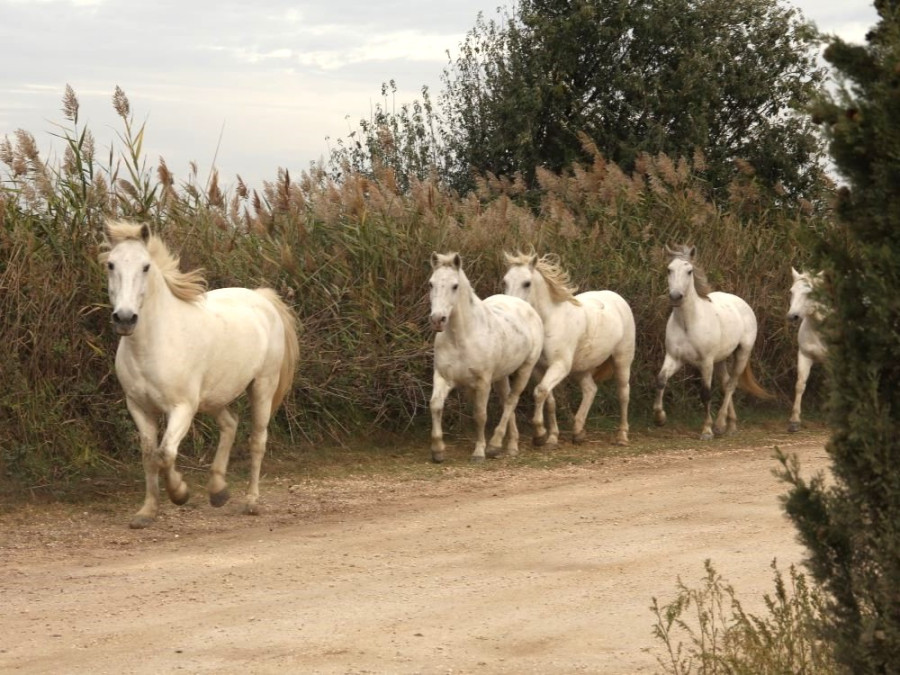 Chevaux de la Camargue
