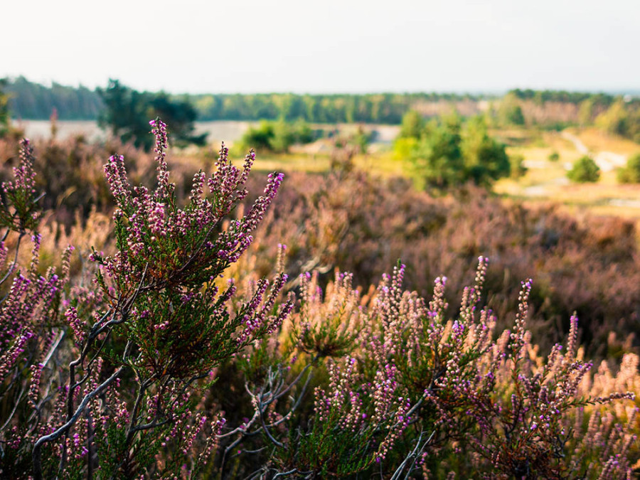 Nature forêt de Teutberg Nature forêt de Teutberg