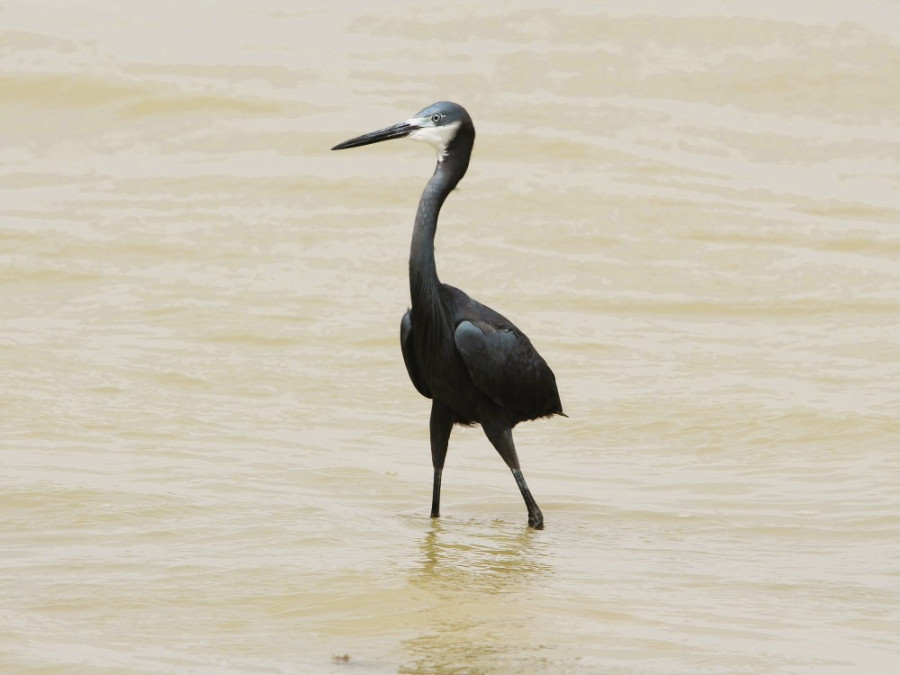 Héron Senegal
