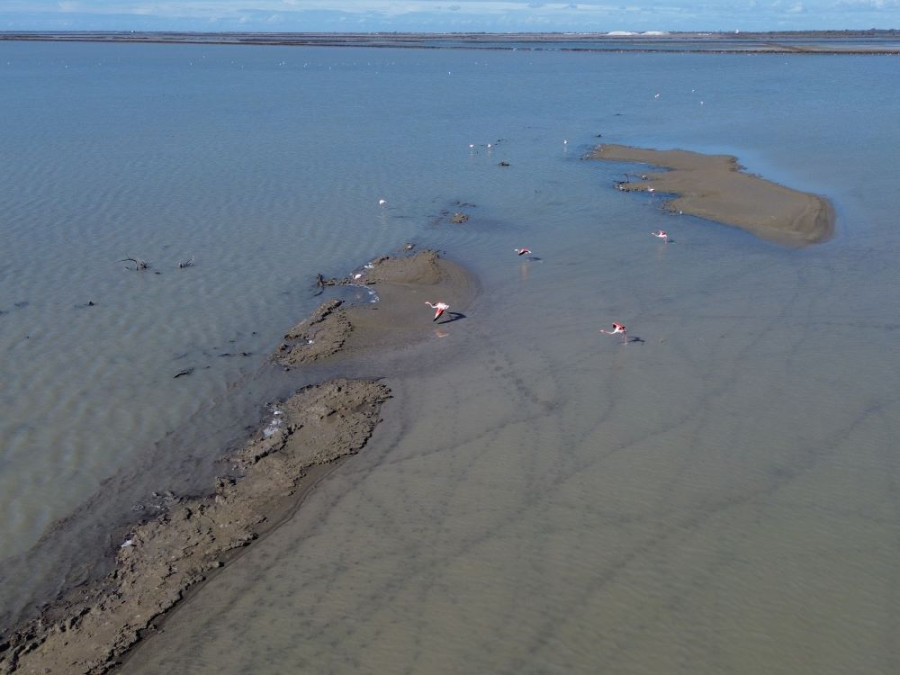 Flamants roses