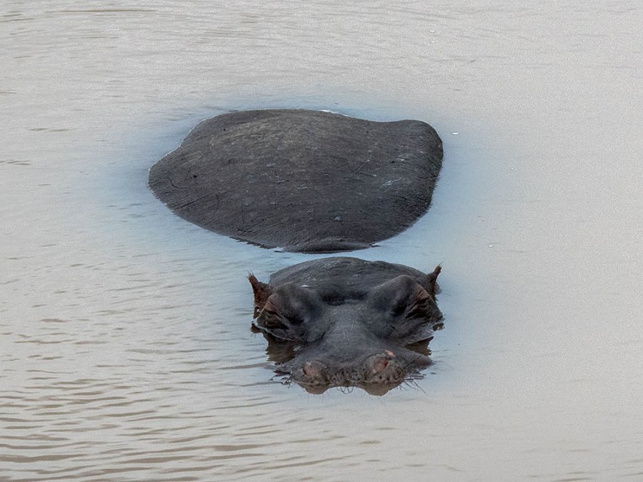 Faune Kruger