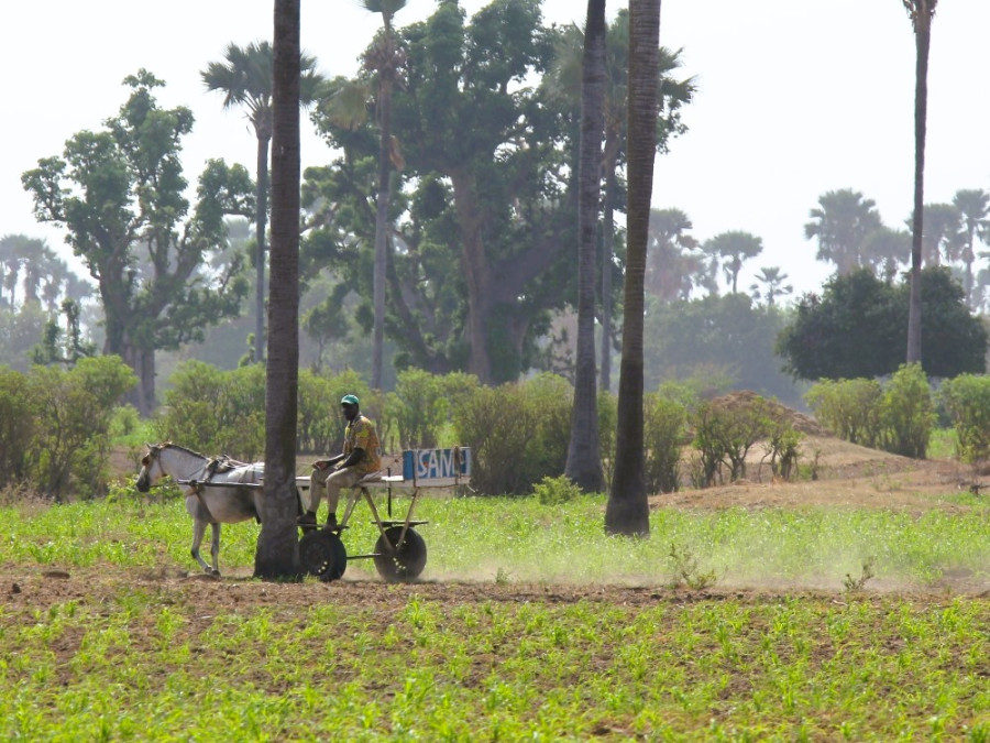 Campagne sénégalaise