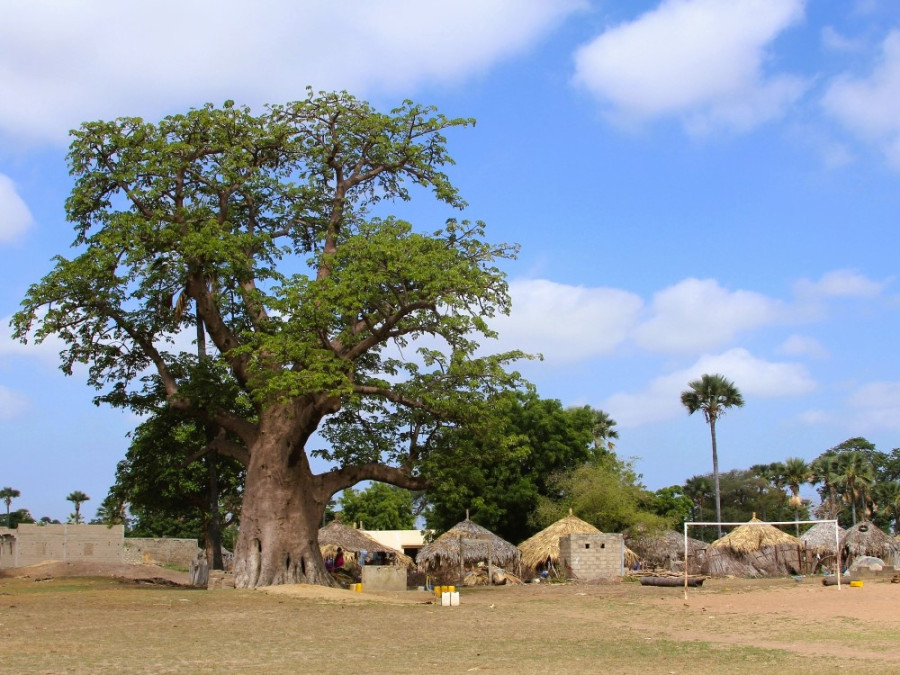 Baobab Sénégal