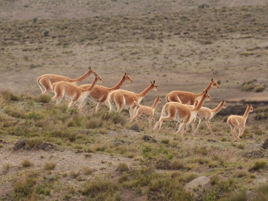 faune des Andes