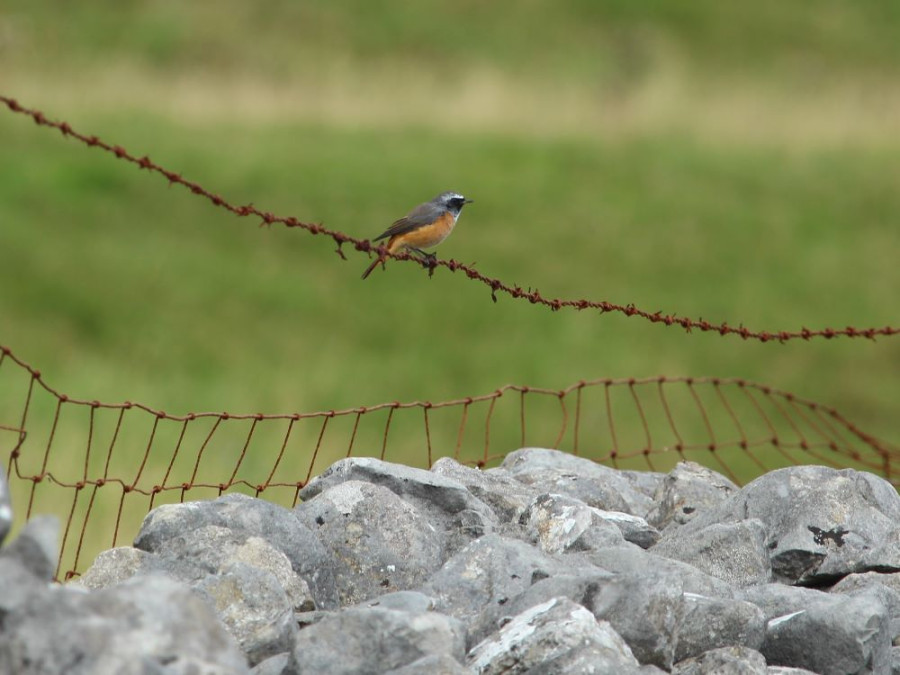 Un petit oiseau au bord du sentier de randonnée Un petit oiseau au bord du sentier de randonnée