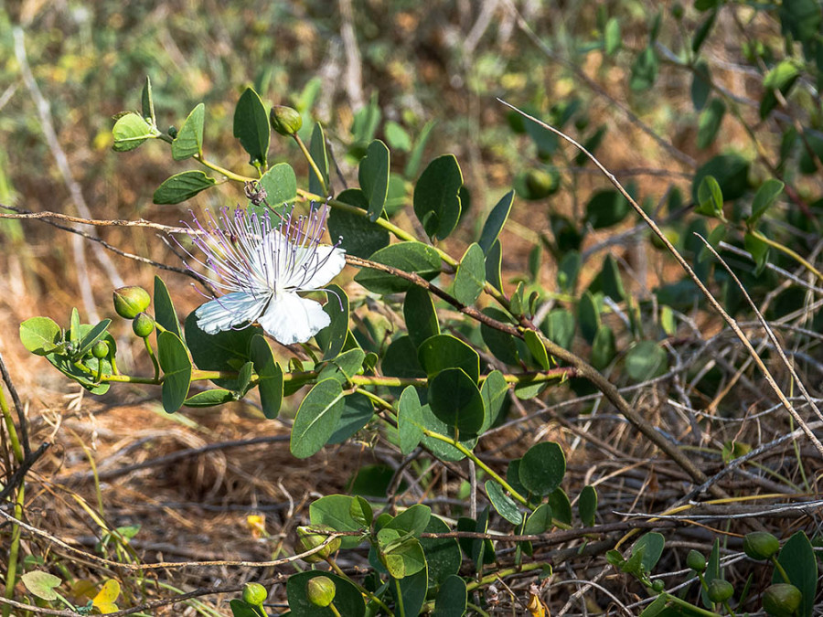 Flore à Gozo