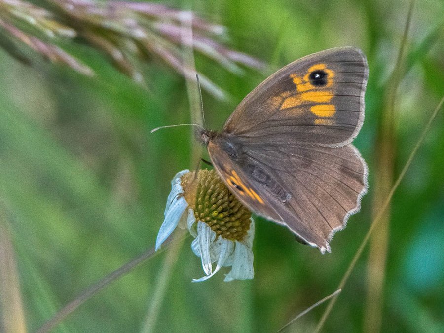 Papillons de la vallée Papillons de la vallée