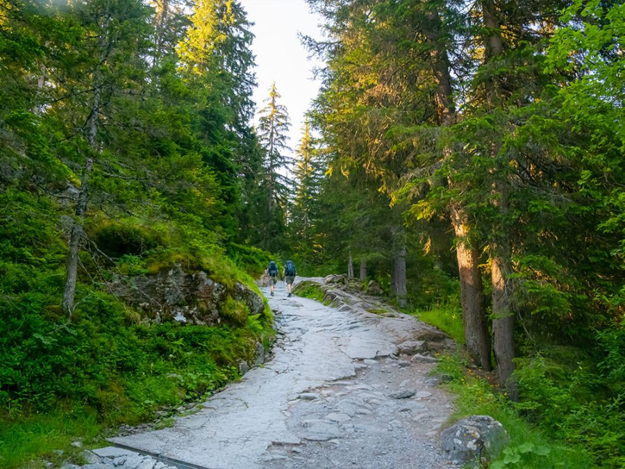 Nature à Les Contamines
