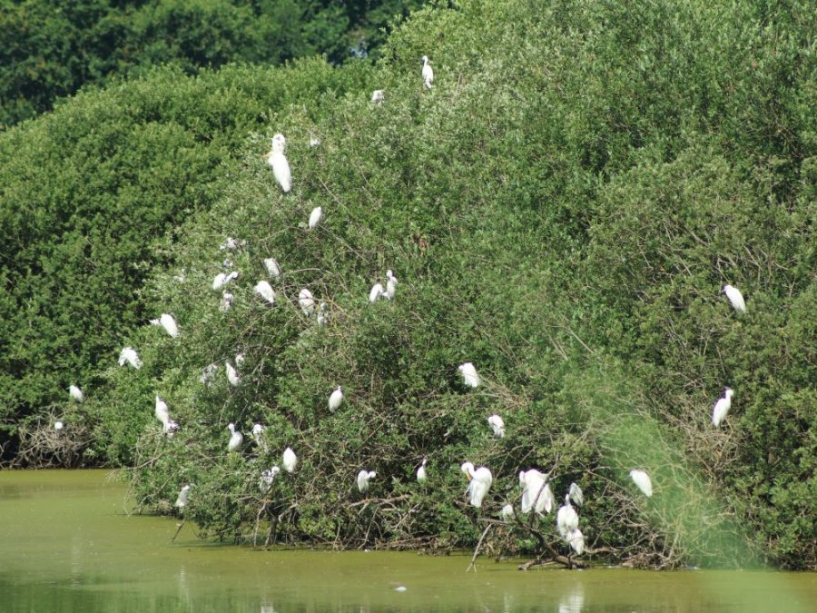 Hérons du Lac du Der