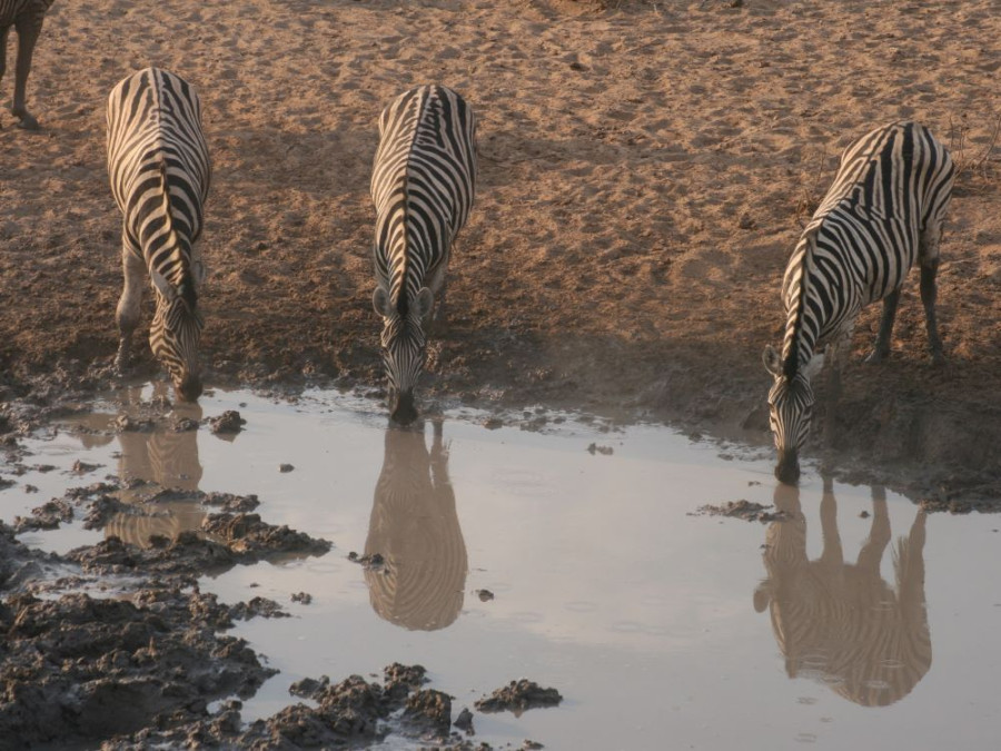 Les zèbres d'Etosha