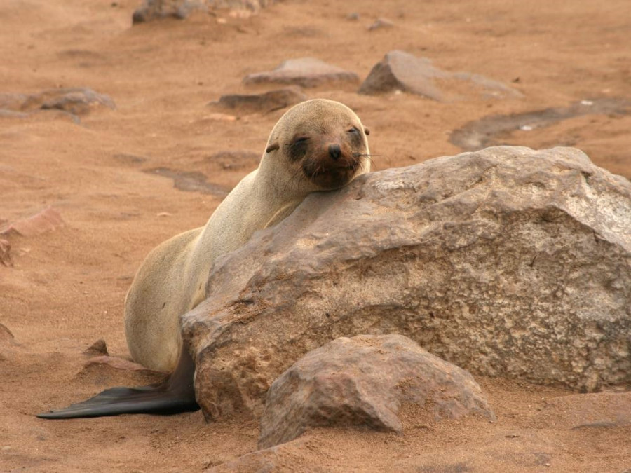 Bébé otarie en Namibie
