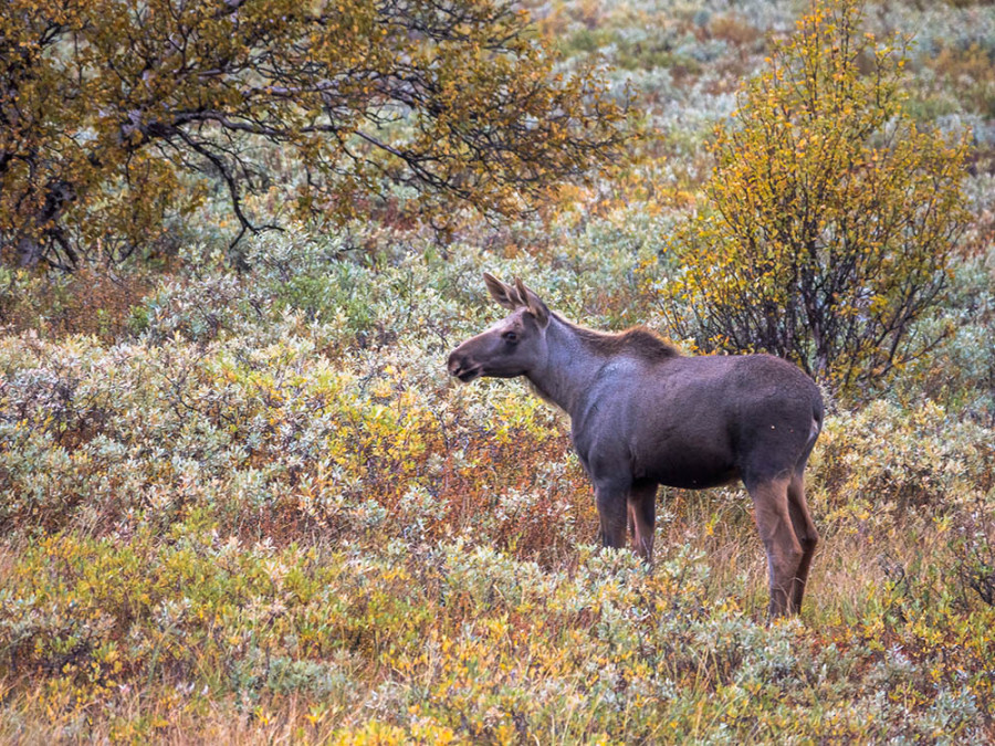 Faune de Fokstumyra Faune de Fokstumyra