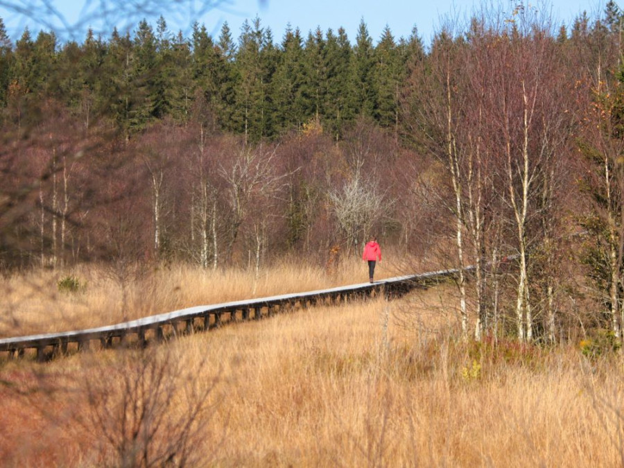 Hautes Fagnes promenade Hautes Fagnes promenade