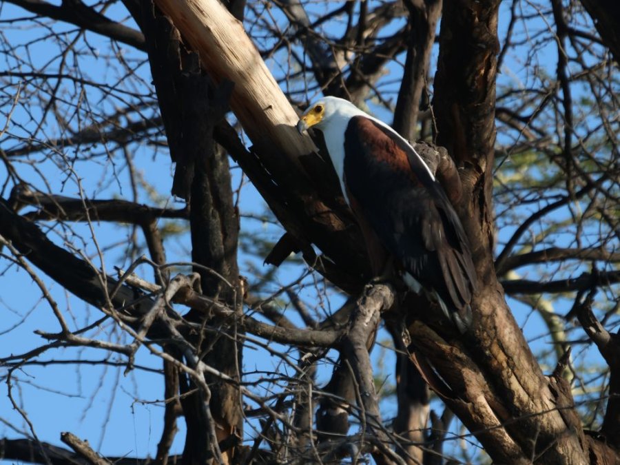 Pygargue vocifère au Malawi
