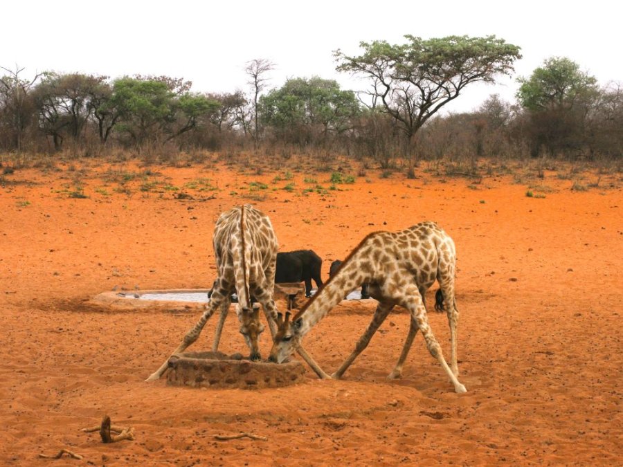 Points d'eau au Waterberg