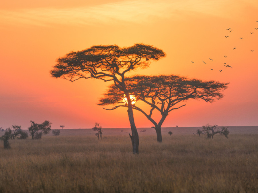 Coucher de soleil dans le Serengeti Coucher de soleil dans le Serengeti