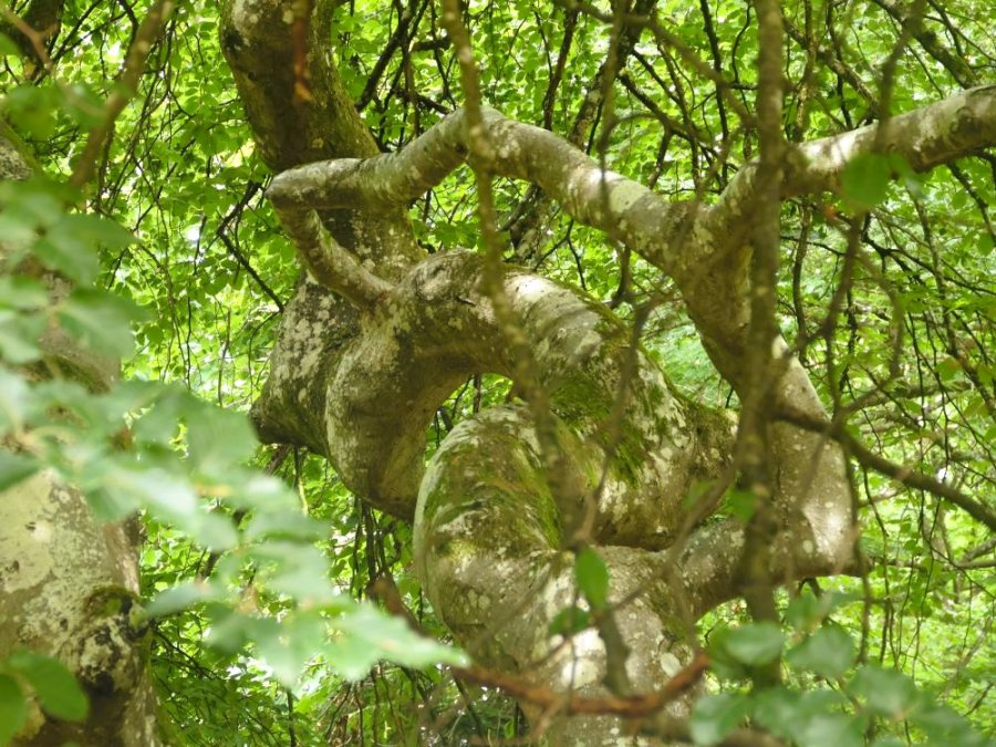 Arbre Faux de Verzy