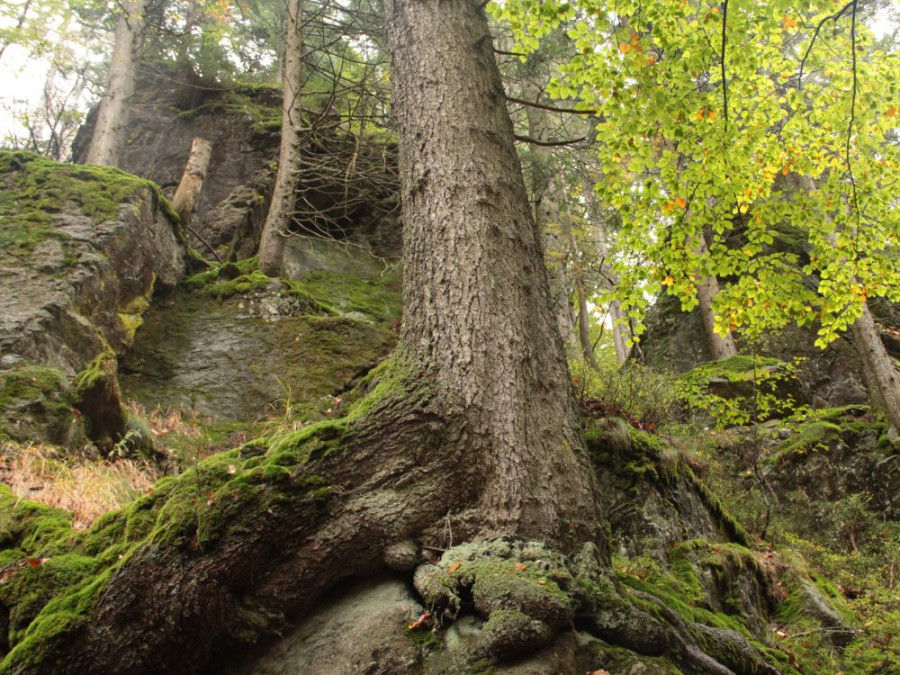 Forêt d'Allemagne