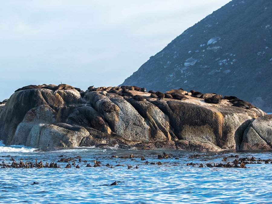 Colonies d'otaries du Cap Colonies d'otaries du Cap