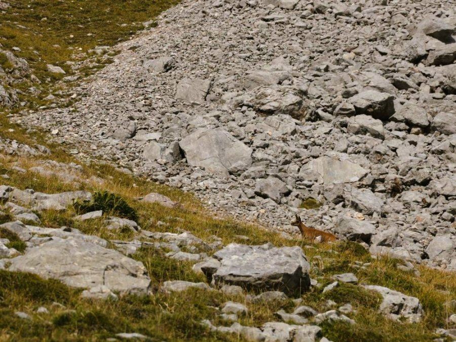Animaux dans les Picos de Europa Animaux dans les Picos de Europa