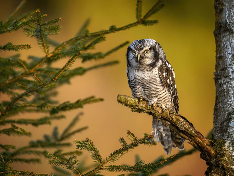 Oiseaux à Riisitunturi