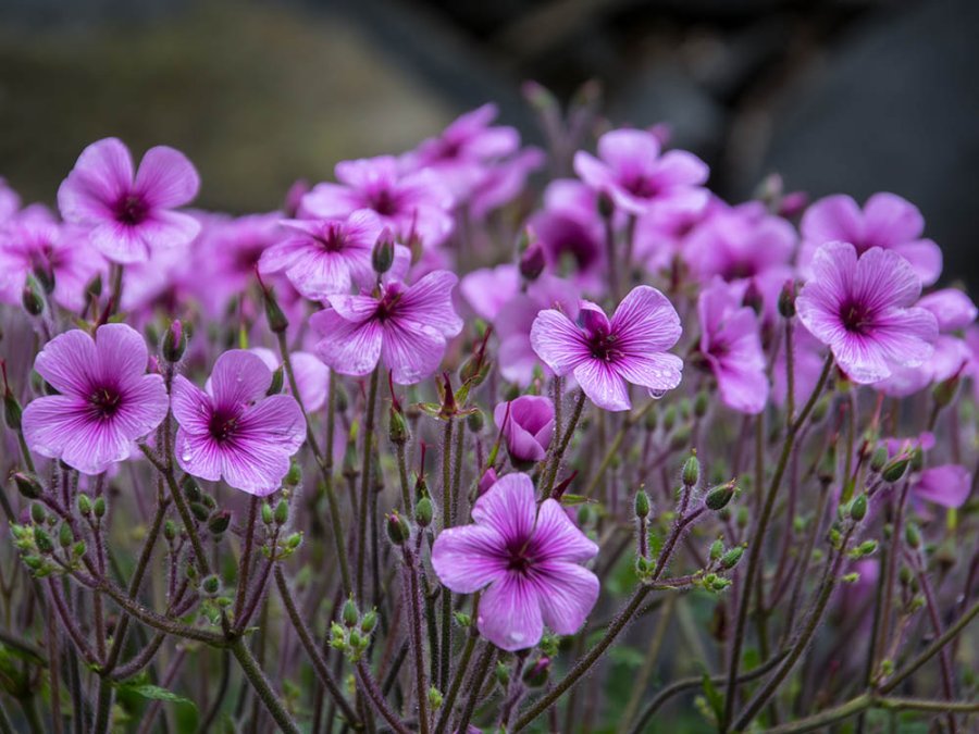Île aux fleurs de Madère Île aux fleurs de Madère