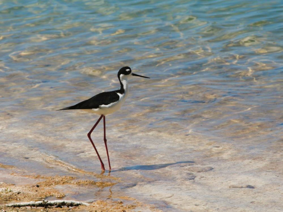Oiseau aquatique à Saint-Martin