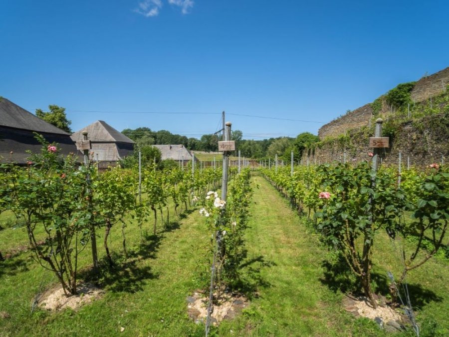 Vignoble de Villers-la-Ville Vignoble de Villers-la-Ville