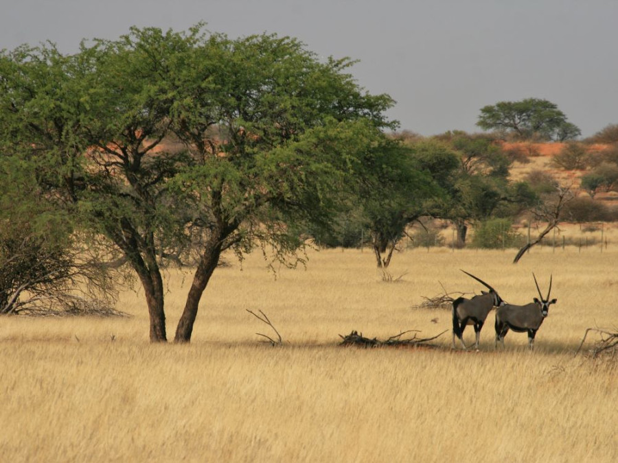 Savane namibienne