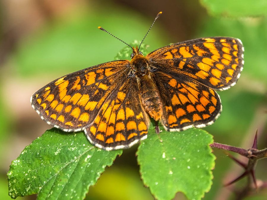 Papillons