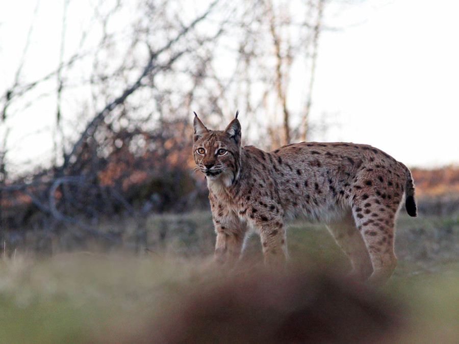 Le lynx est de retour