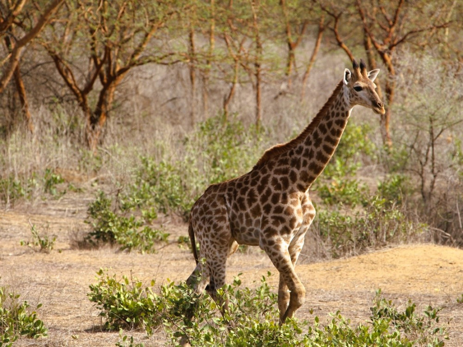 Girafe de Bandia au Sénégal