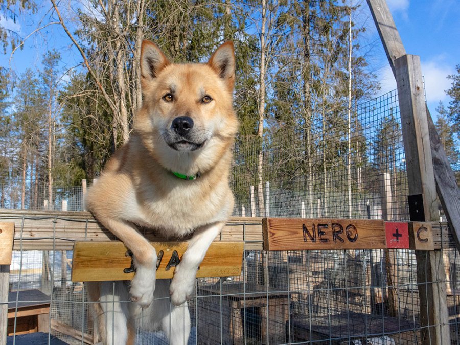 Ferme de huskys à Hossa
