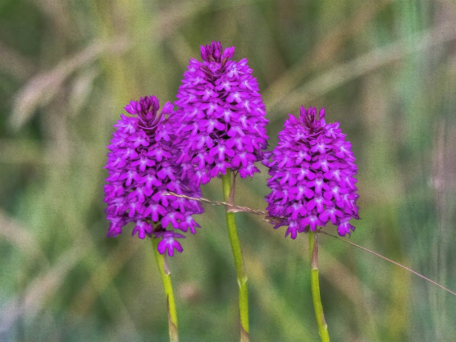 Orchidées sauvages Orchidées sauvages