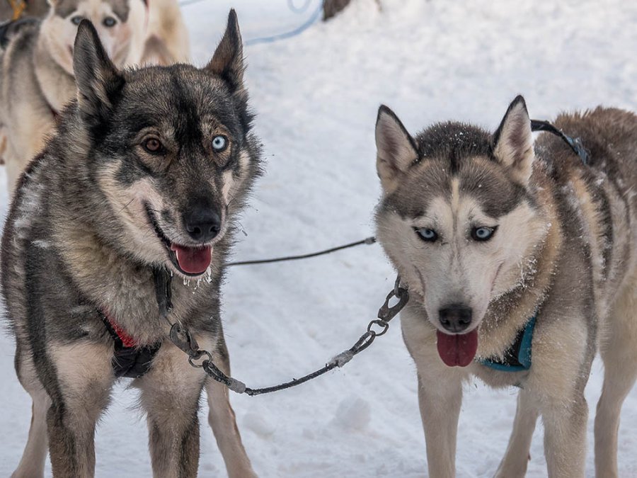 Husky à Posio