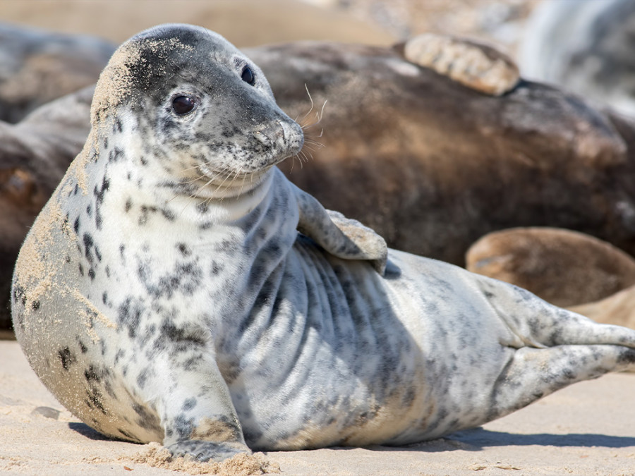 La faune sauvage du nord de l'Angleterre La faune sauvage du nord de l'Angleterre