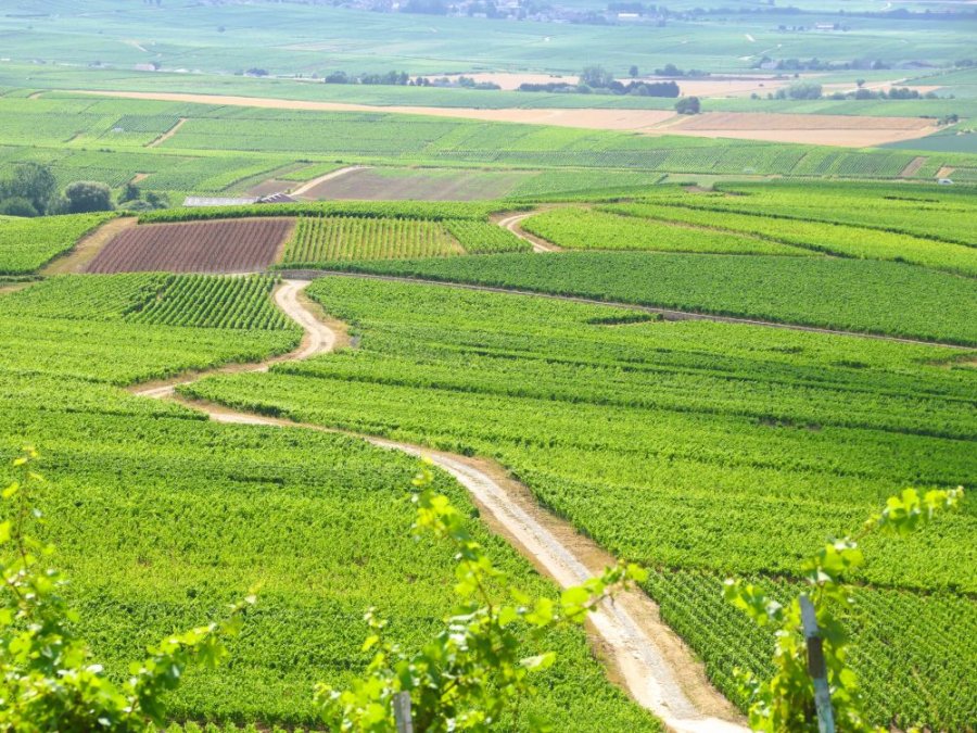 Paysage Champagne en France