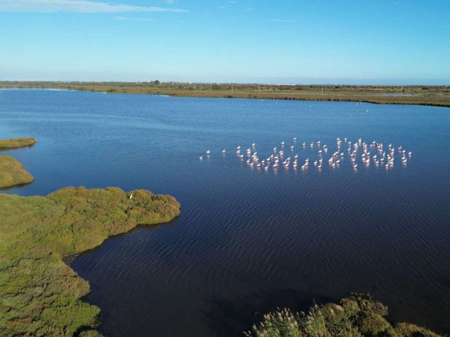 Marais Camargue