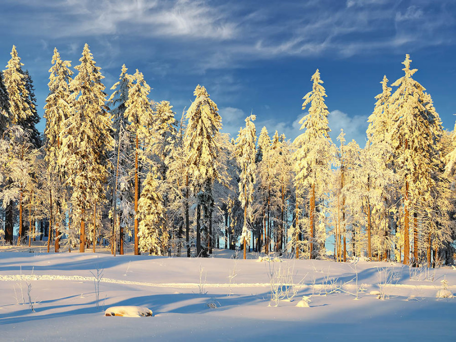 L'hiver dans la forêt bavaroise