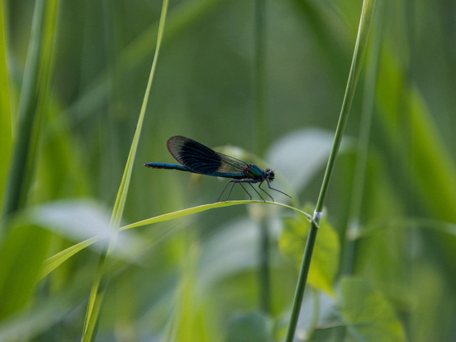 Calopteryx splendens
