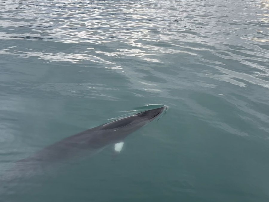 Baleines en Islande Baleines en Islande