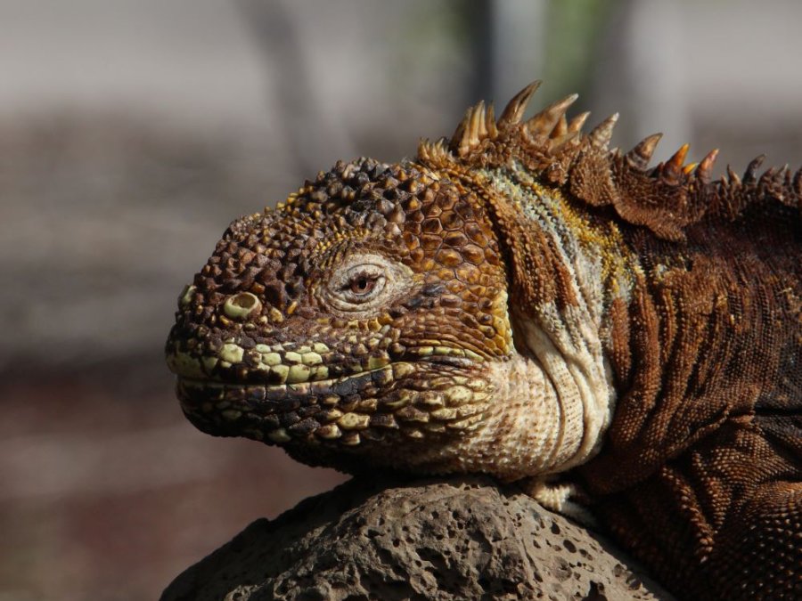 Faune des îles Galápagos Faune des îles Galápagos