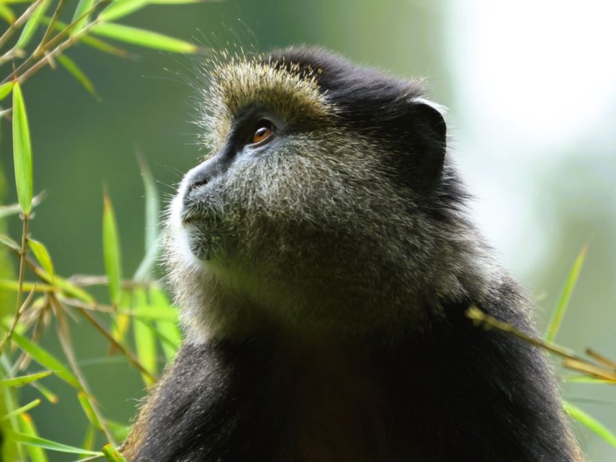 Singes dorés au Rwanda