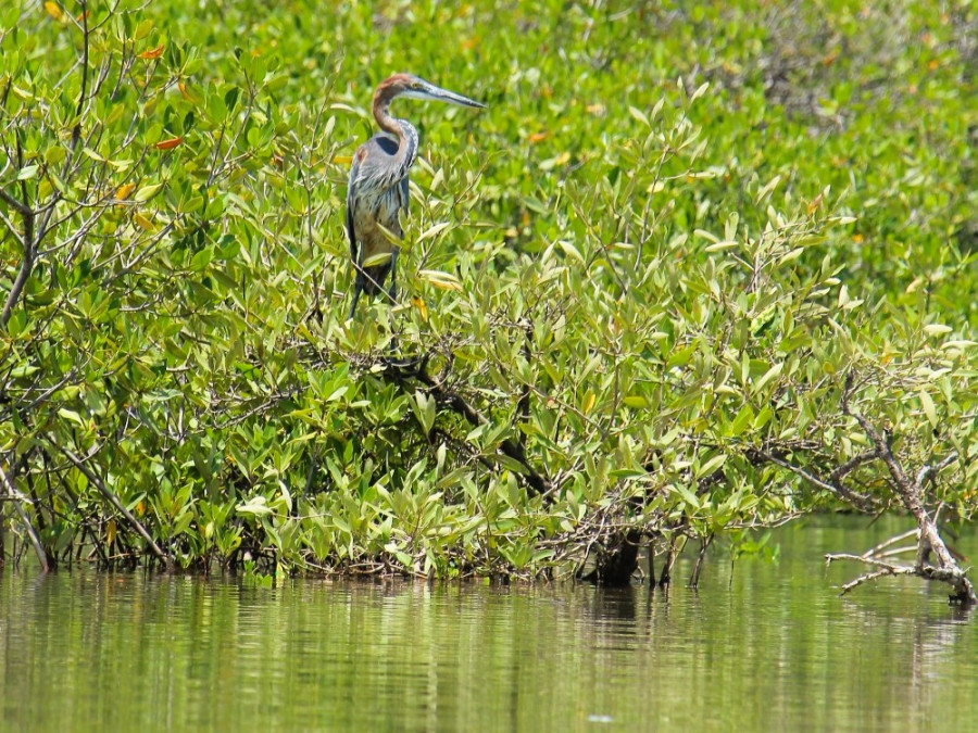 Oiseau au Sénégal