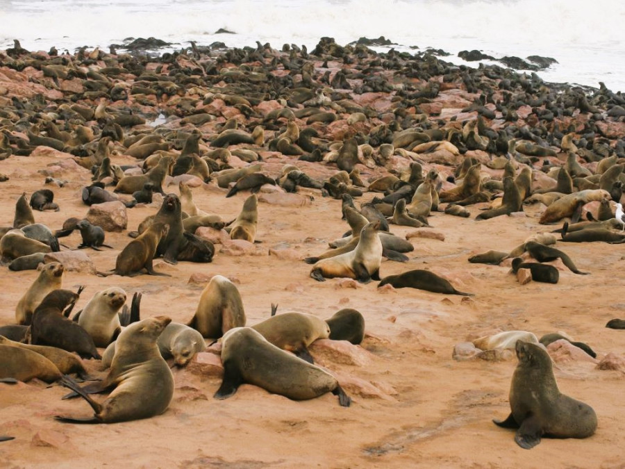 Otaries en Namibie