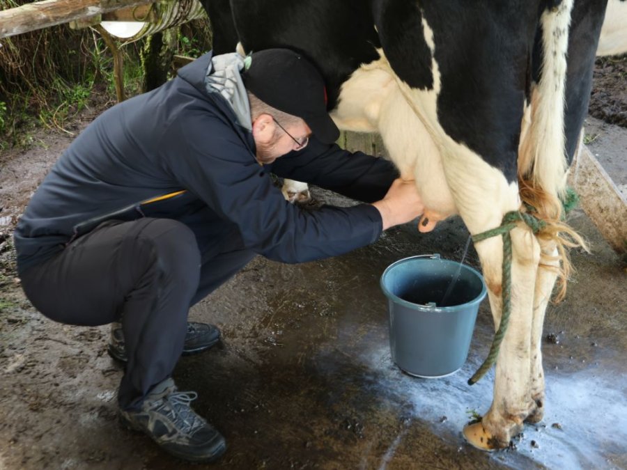 Vaches Vaches